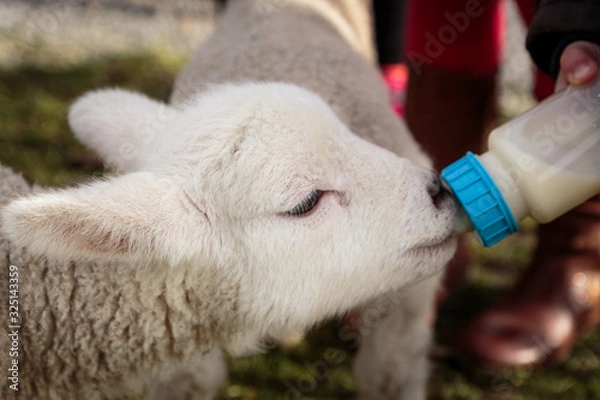 Obraz Small baby lamb is being fed from milk in a bottle