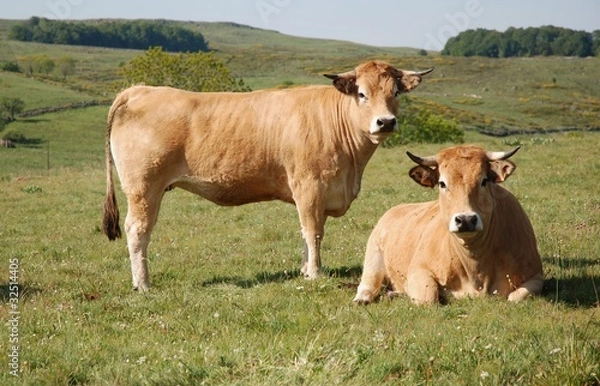 Obraz Deux Aubrac