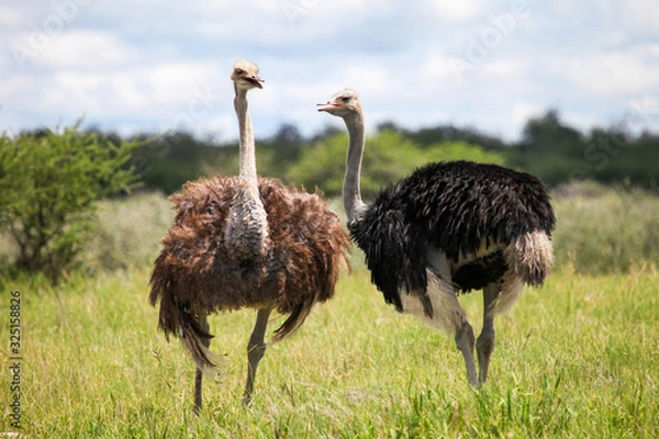 Obraz Ostriches