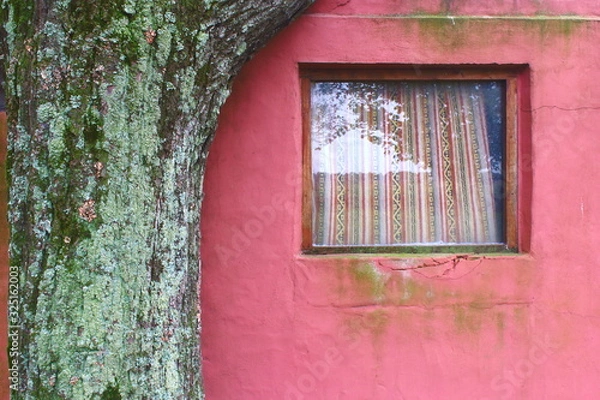 Obraz old window and tree