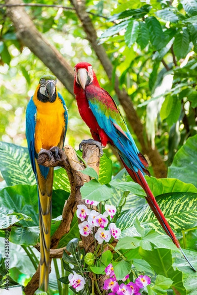 Fototapeta Blue and Gold Macaw or Ara Ararauna and Green Winged Macaw or Ara Chloroptera cute pets colorful birds, Beautiful nature wildlife of a Parrot pair is red and yellow on the green background