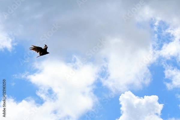 Obraz bird in the sky