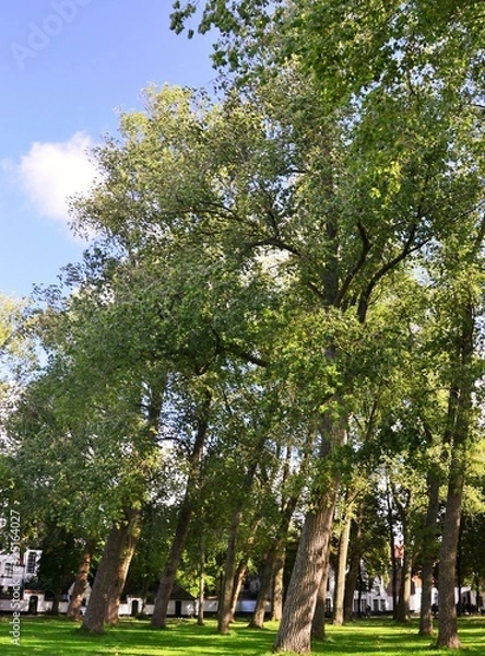 Fototapeta Beginenhof in Brügge