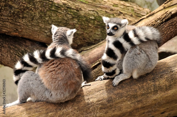 Fototapeta Two ring-tailed lemurs are sitting on a tree trunk
