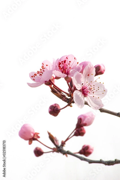 Obraz Fior di cilieggio 5