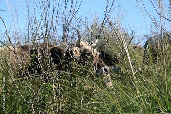 Obraz Grazing dairy cow