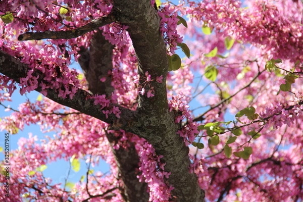 Fototapeta Spring Pink Trees