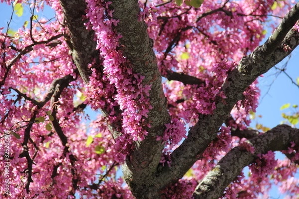 Fototapeta Spring Pink Trees