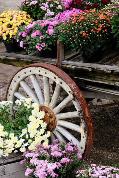 Obraz Fall Wagon with Mums