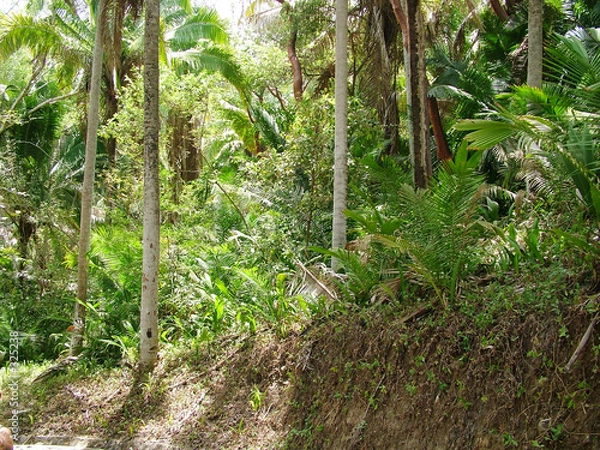 Obraz jungle mexique