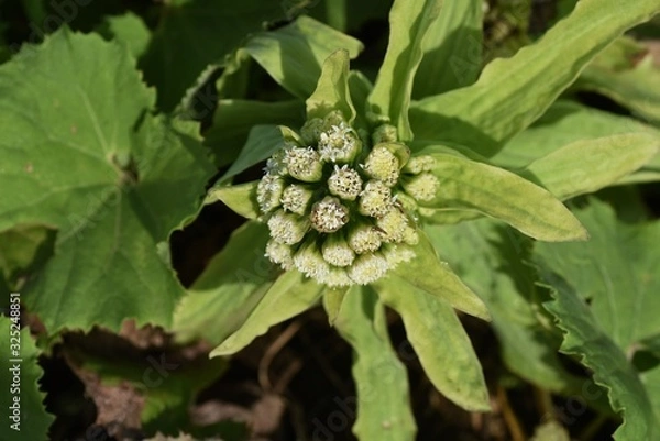 Fototapeta Butterbur shoot is a bittersweet wild vegetable grown in spring.