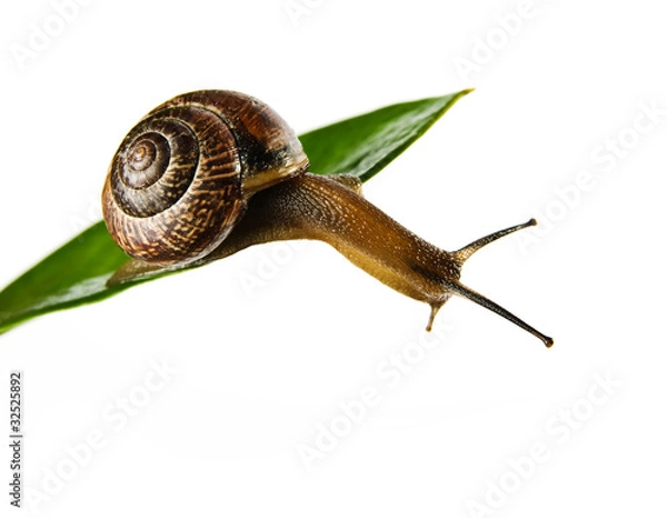 Obraz snail