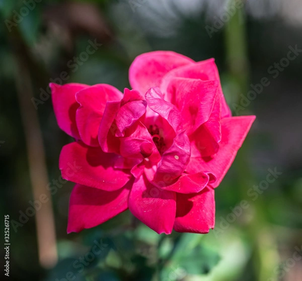 Obraz Macro2020-Rose2