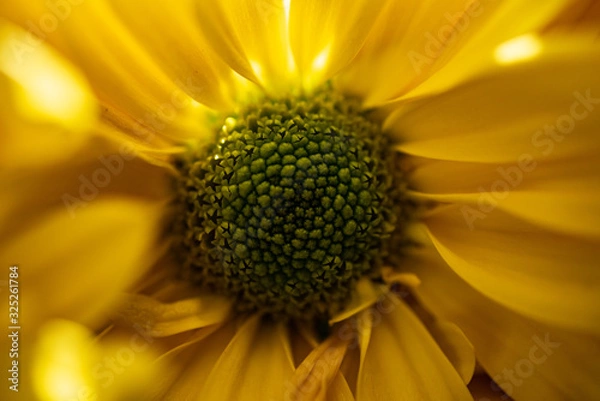 Fototapeta Macro2020-Flowers3