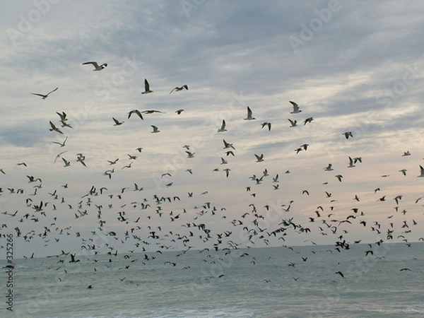 Obraz envol d oiseaux pacifique