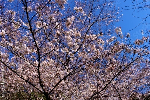 Fototapeta さくら　春　青空　風景　杤木
