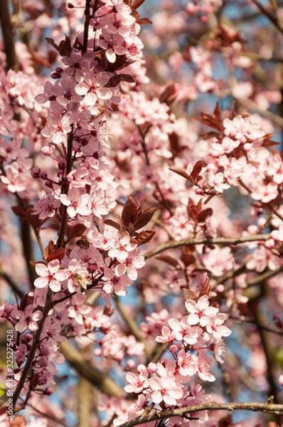 Obraz cherry tree with blooming pink blossoms