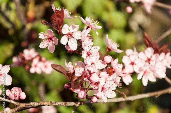 Obraz cherry tree with blooming pink blossoms