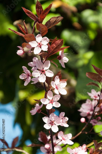 Obraz cherry tree with blooming pink blossoms