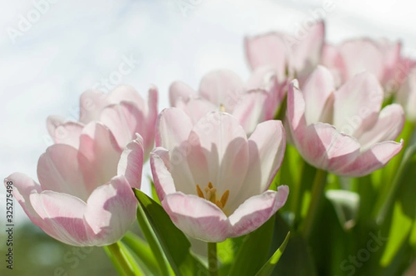 Obraz white tulips with slightly pink details