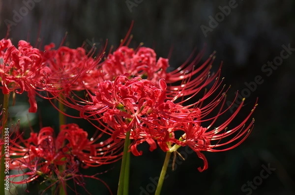 Fototapeta 彼岸花