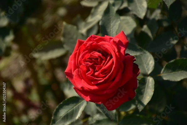 Obraz red rose in garden