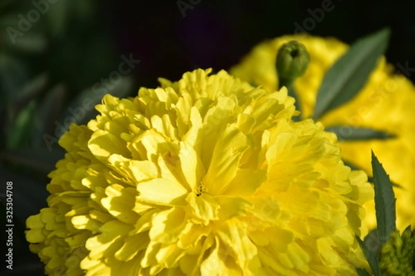 Fototapeta bee on flower