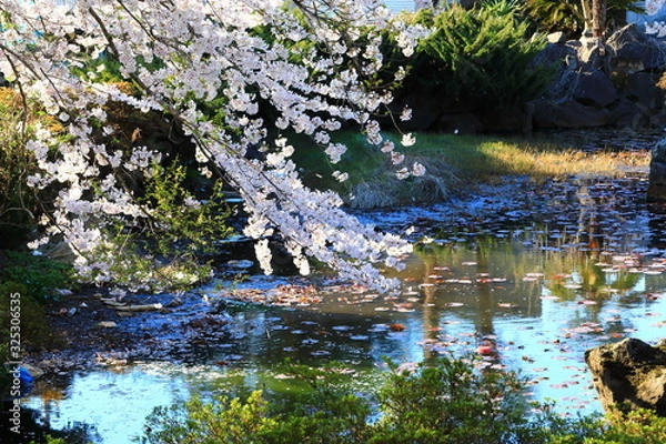 Obraz 벚꽃이 아름다운 제주 농촌의 봄 풍경이다.