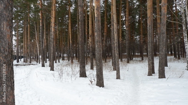 Obraz forest in winter