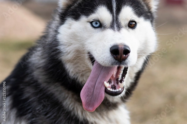 Fototapeta daylight. Husky dog. With multi-colored eyes. The mouth is open and the tongue is visible. There is a flare