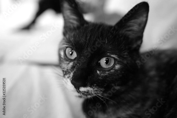 Obraz 子猫 黒猫 可愛い ペット 飼育 室内