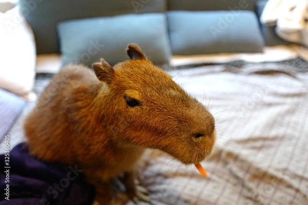 Obraz カビパラ ペット 飼育 人参 食事 餌
