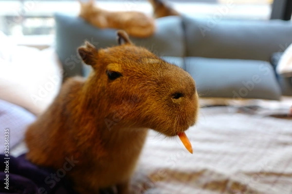 Obraz カビパラ ペット 飼育 人参 食事 餌