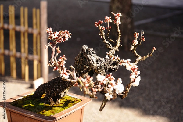 Obraz 日本盆栽の美しい姿