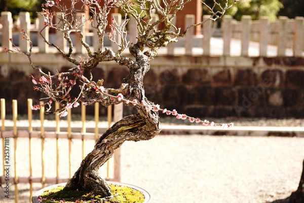 Obraz 日本盆栽の美しい姿