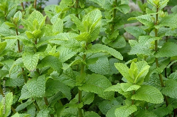 Obraz zielona mięta