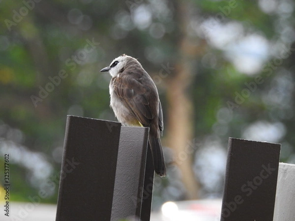 Fototapeta Yellow-Vented Bulbuls ((Pycnonotus goiavier)perched on the branches or flowers, feeding on nectar 