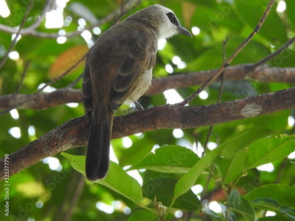 Obraz Yellow-Vented Bulbuls ((Pycnonotus goiavier)perched on the branches or flowers, feeding on nectar 