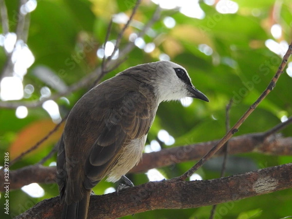 Fototapeta Yellow-Vented Bulbuls ((Pycnonotus goiavier)perched on the branches or flowers, feeding on nectar 