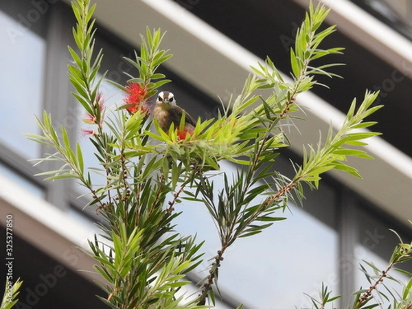 Fototapeta Yellow-Vented Bulbuls ((Pycnonotus goiavier)perched on the branches or flowers, feeding on nectar 