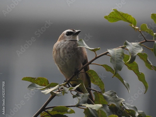 Fototapeta Yellow-Vented Bulbuls ((Pycnonotus goiavier)perched on the branches or flowers, feeding on nectar 