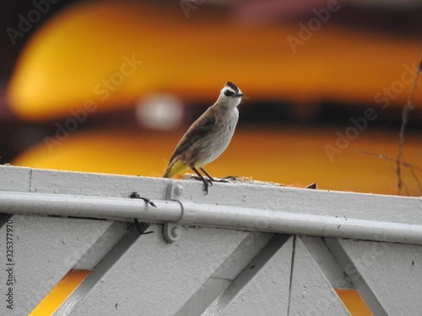 Fototapeta Yellow-Vented Bulbuls ((Pycnonotus goiavier)perched on the branches or flowers, feeding on nectar 