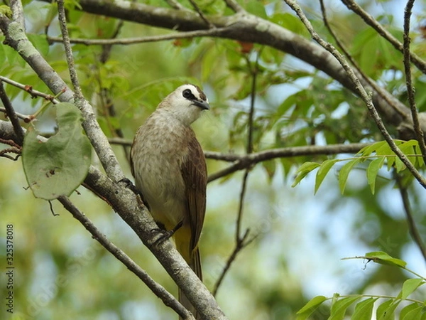 Obraz Yellow-Vented Bulbuls ((Pycnonotus goiavier)perched on the branches or flowers, feeding on nectar 