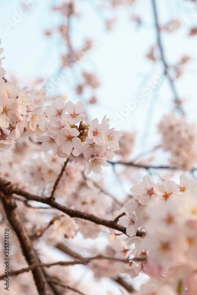 Fototapeta 【京都】鴨川の桜