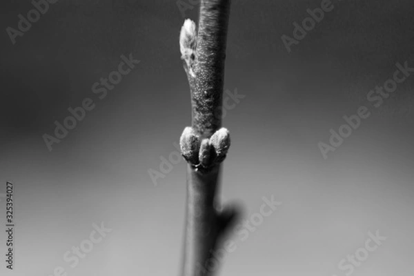 Fototapeta Close-up of healthy buds on red branch of a fruit soon to blossom in late afternoon light on an early spring day