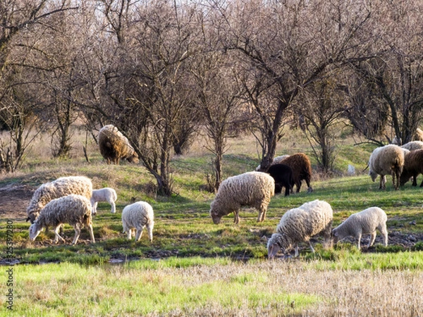 Fototapeta Flock of sheep, ram and goats graze in meadow, in forest by the river. Sheep with little lambs. South of Russia landscape with sheep and goat in spring time at  farm , traditional farming