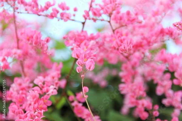 Fototapeta Coral Vine or Mexican Creeper or Chain of Love on the tree.