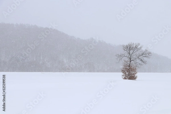 Obraz 北海道愛別町の雪原風景