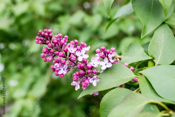 Obraz Bunch of lilac in the web