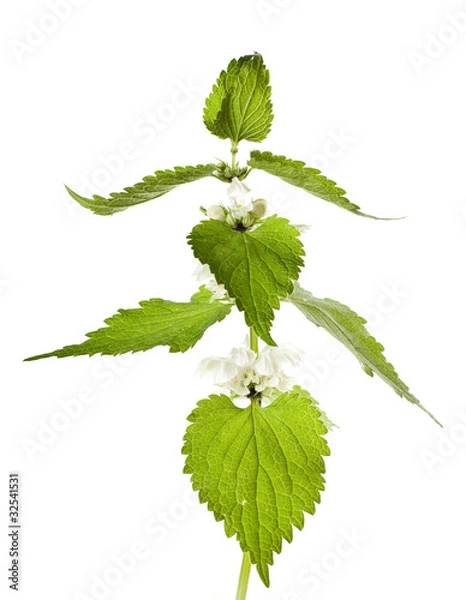 Obraz White Deadnettle (Lamium album) isolated
